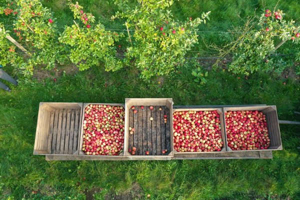 Munkebjerg øko frugtplantage_lille.jpg